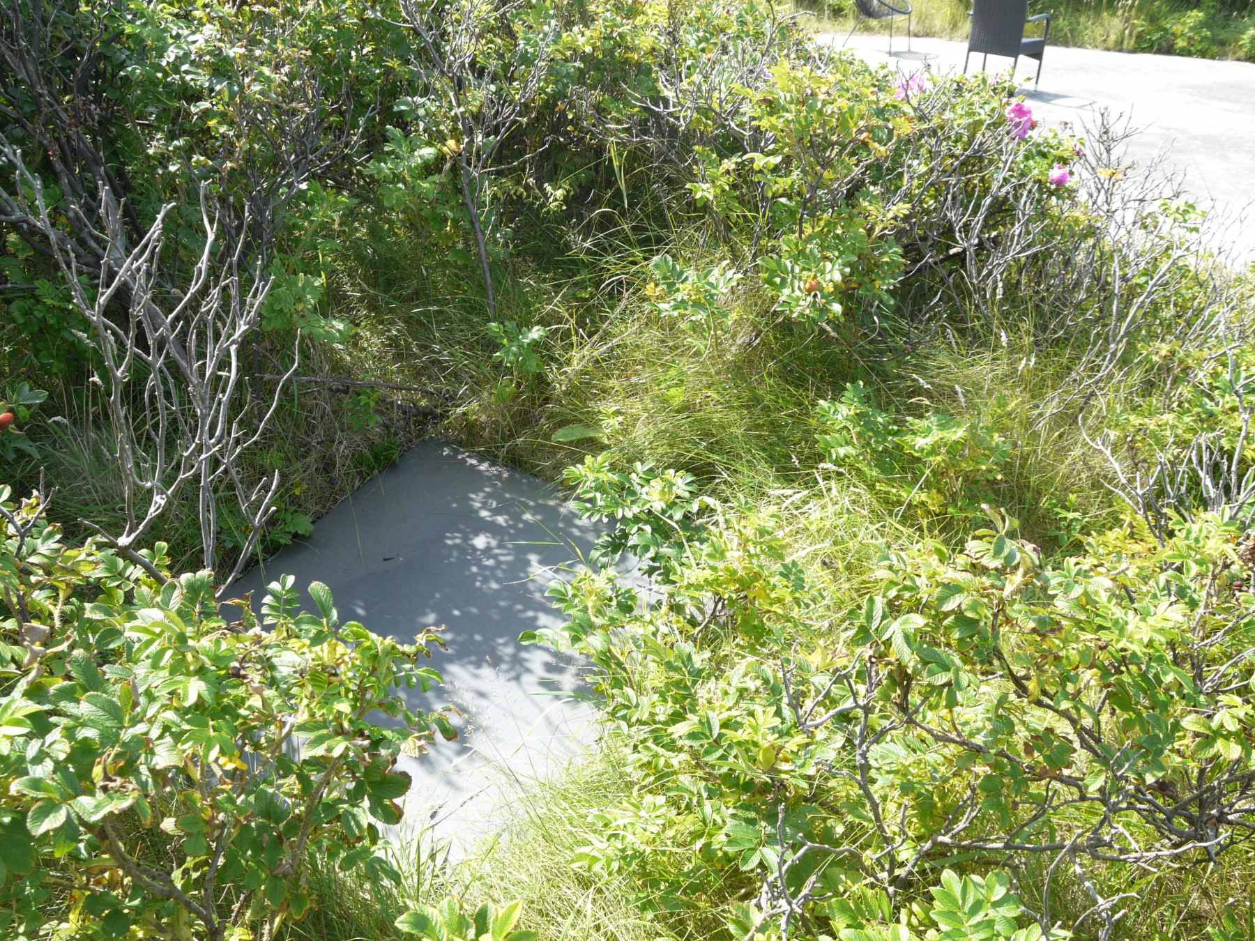Dines Bogø - 