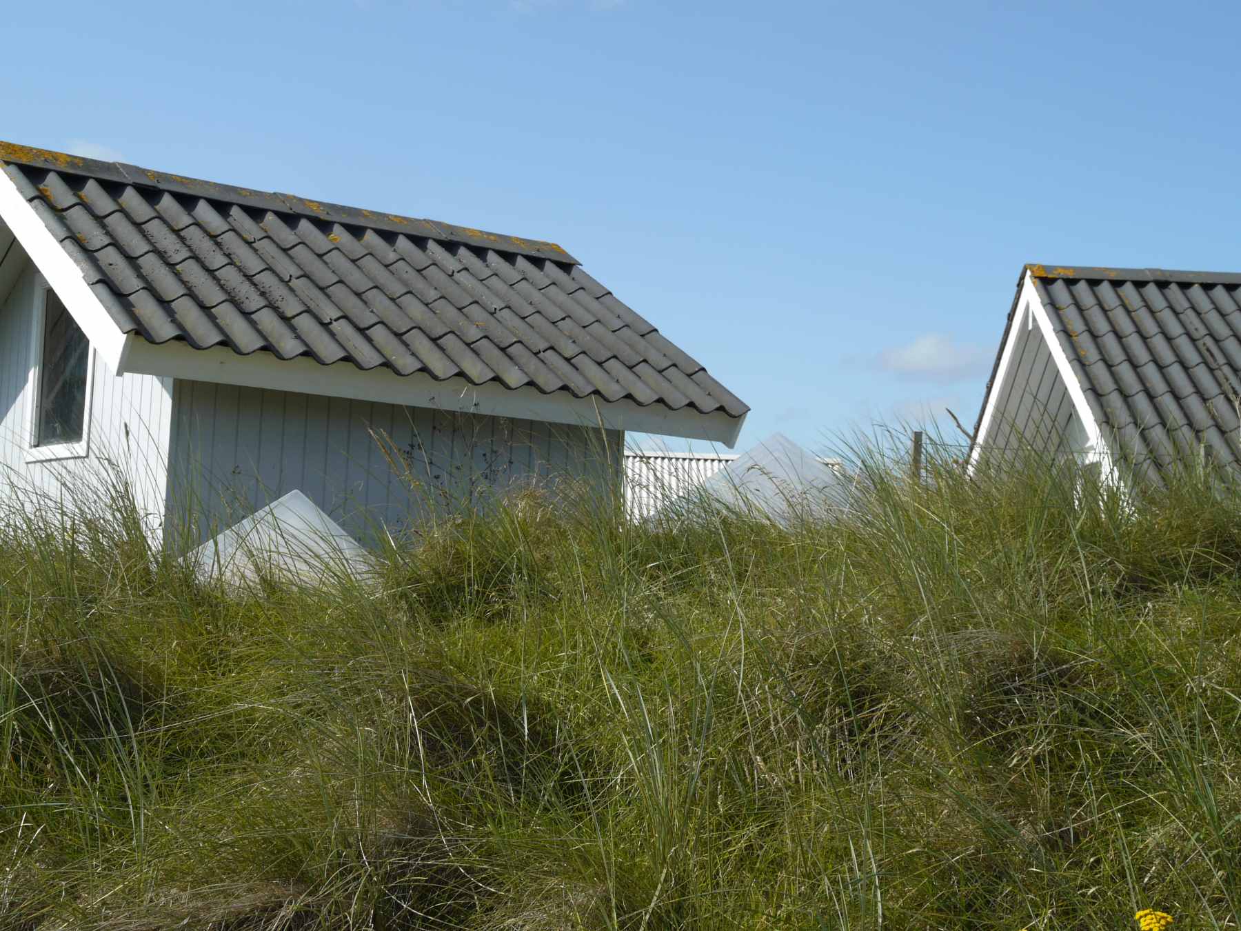 Dines Bogø